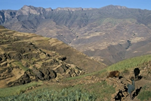 Terrace Prints: Terraced fields near Ambikwa village