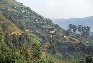Terraced Field Prints: Terraced fields on the road to Kisoro