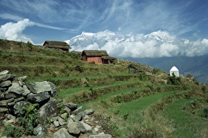 Himalaya Prints: Terraced fields and shrine on a hill at Sarangkot with