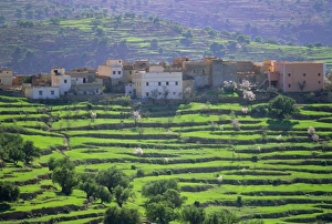 Prolific Prints: Terraced landscape