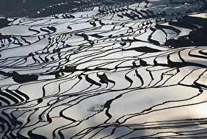Paddy Fields Prints: Terraced paddy-fields, Yuanyang, Yunnan, China, Asia