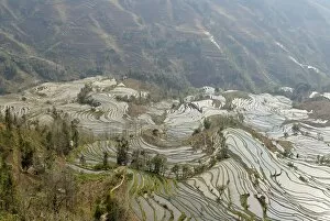 Images Dated 7th February 2007: Terraced paddy-fields, Yuanyang, Yunnan, China, Asia