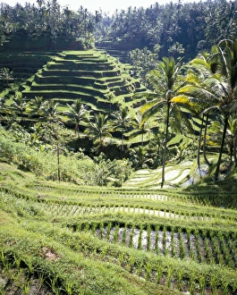 Lush Vegetation Prints: Terraced rice fields
