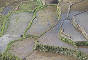Terraced rice fields of the Ifugao people