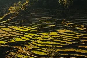 Terraced rice fields, near Pokhara, Gandak, Nepal, Asia