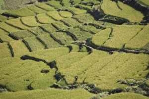 Paro Prints: Terraced rice fields, Paro, Bhutan, Asia