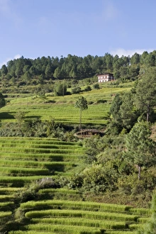 Terraced rice fields, Punakha, Bhutan, Asia