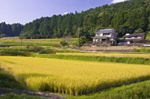 Terraced rice fields ready for harvesting, near Oita, Kyushu, Japan, Asia