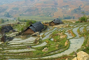 Rice Fields Prints: Terraced rice fields, Sapa area, North Vietnam, Vietnam, Indochina, Southeast Asia, Asia