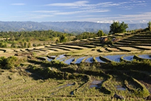 Terraces Prints: Terraced rice fields and Shan hills, near Kengtung, Shan State, Myanmar (Burma), Asia