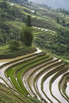 Toiling Collection: Terraced rice fields, Yuanyang. Yunnan Province, China, Asia