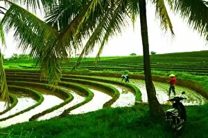 Terraced rice paddy in Ubud, Bali, Indonesia, Southeast Asia, Asia