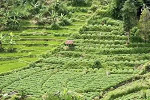 Terraced Field Prints: Terraced rice paddy and vegetables growing on the fertile sloping hills of central Java