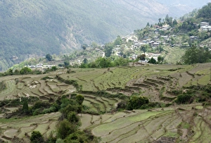 Bhutan Prints: Terraced ricefields near Kuruthang, on the Puna Tsang Chu valley beside the road