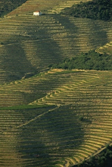 Pinhao Prints: Terraced vineyards near Pinhao, Douro Valley, Portugal, Europe