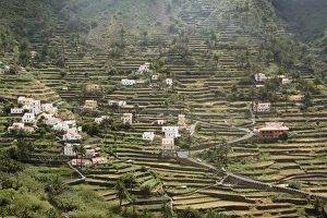 Images Dated 19th March 2009: Terraces, Valle Gran Rey, La Gomera, Canary Islands, Spain, Atlantic, Europe