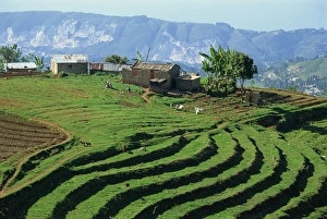 Haiti Prints: Terracing on small farm