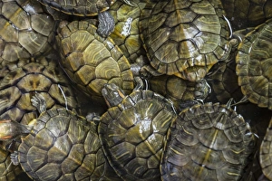 Guilin Prints: Terrapins at market, Guilin, Guangxi, China, Asia