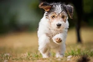 Young Animals Prints: Terrier puppy running, United Kingdom, Europe