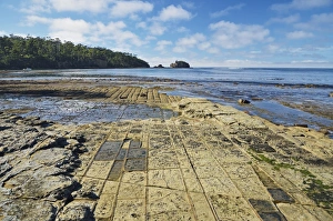 Australasian Prints: Tessellated Pavement, Pirates Bay, Tasman Peninsula, Tasmania, Australia, Pacific