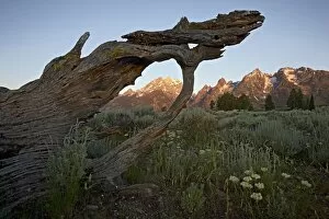 Images Dated 14th July 2008: Tetons at first light, Grand Teton National Park, Wyoming, United States of America