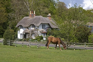 Ponies Prints: Thatched cottage and pony, New Forest, Hampshire, England, United Kingdom, Europe