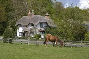 Thatched cottage and pony, New Forest, Hampshire, England, United Kingdom, Europe