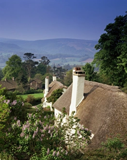 Exmoor Prints: Thatched cottages at Selworthy Green, with Exmoor beyond, Somerset, England