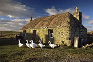 Single Storey Prints: Thatched house
