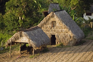 Thatched Roof Prints: Thatched roof tobacco drying house, UNESCO World Heritage Site, Vinales Valley