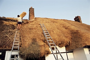 Cottage Prints: Thatcher at work renewing thatch on cottage, England, United Kingdom, Europe