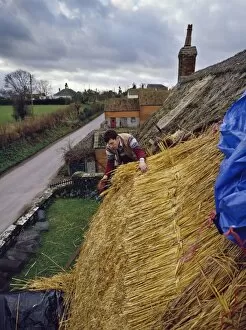 Thatching a cottage at Stoke St. Gregory, Somerset, England, United Kingdom, Europe