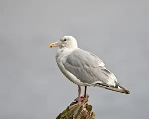 Thayers gull (Larus thayeri), Kenai National Wildlife Refuge, Alaska