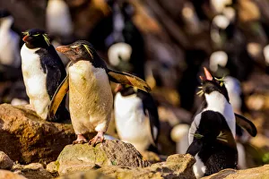 Flightless Bird Gallery: TheA macaroni penguinsA (Eudyptes chrysolophus) roaming around