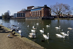 Large Group Prints: Theatre and swans on the River Avon
