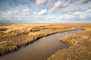 Marsh Prints: Theddlethorpe Dunes, Lincolnshire Coast, Lincolnshire, England, United Kingdom, Europe