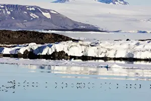 Thick billed murre (Bronnichs guillemot) (Uria Iomvia) in flight, Spitsbergen, Svalbard