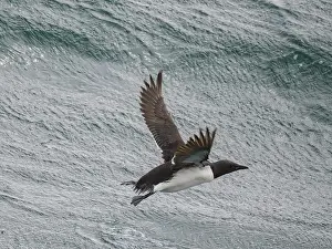 Alaska Prints: Thick-billed murre flies over the Bering Sea near Saint George Island in Alaska during a bright day