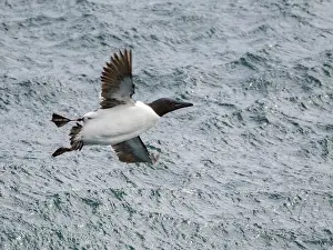 Ornithology Prints: Thick-billed murre in flight over the Bering Sea near Saint George Island in Alaska