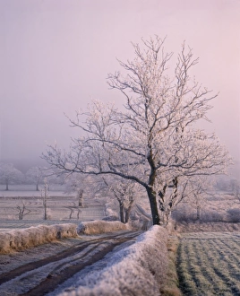 Nottinghamshire Prints: Thick frost on trees, Nottinghamshire, England, United Kingdom, Europe