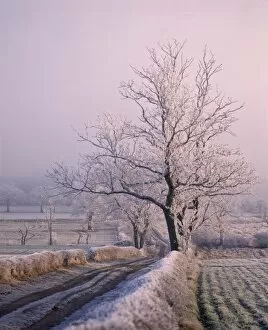 Images Dated 16th February 2009: Thick frost on trees, Nottinghamshire, England, United Kingdom, Europe