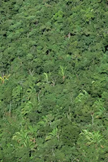 Lush Vegetation Prints: Thick jungle from the air, Cayo District, Belize, Cental America