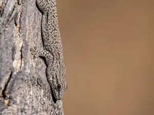 Lizard Prints: Thick tail gecko climbing on tree in Madagascar during daytime near Isalo National Park