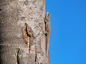 Time Prints: Thick tail gecko climbs a tree trunk under clear blue sky in Madagascar