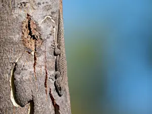 Lizard Prints: Thick tail gecko Phelsuma mutabilis climbing on tree trunk in Isalo National Park Madagascar during daylight hours