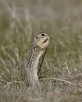 Thirteen-lined ground Squirrel (Citellus tridecemlineatus) feeding, Pawnee National Grassland, Colorado, United States of America, North America