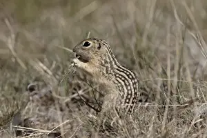 Hind Legs Prints: Thirteen-lined ground squirrel (Citellus tridecemlineatus) feeding