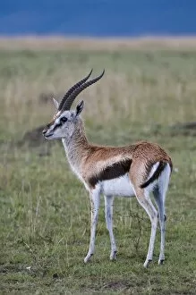 Thoms on gazelle (Gazella thoms oni), Mas ai Mara National Res erve, Kenya