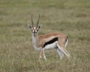 Horned Prints: Thomsons gazelle (Gazella thomsonii) buck