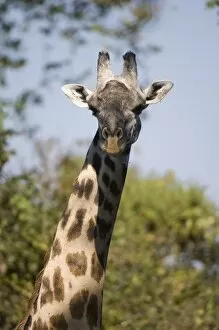 Images Dated 13th July 2007: Thornicroft giraffe (Giraffa camelopardalis thornicrofti), South Luangwa National Park